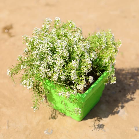 Alyssum White in 4 Inch Green Premium Orchid Square Plastic Pot