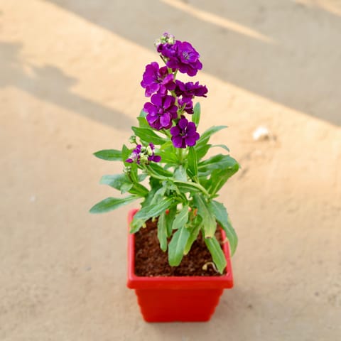 Stock (any colour) in 4 Inch Red Premium Orchid Square Plastic Pot