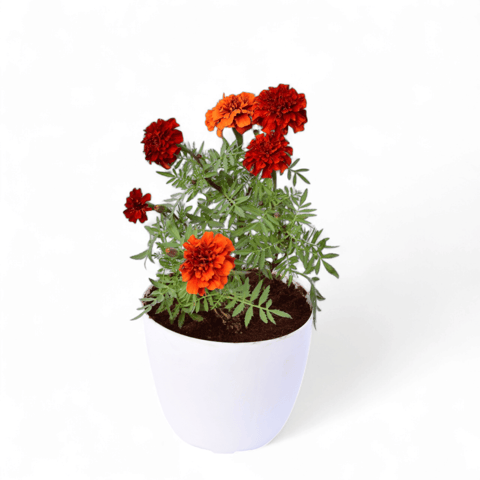 Marigold / Genda French (any colour) in 4 Inch White Premium Orchid Round Plastic Pot