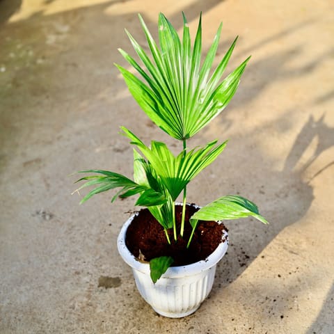 China Palm / Fan Palm in 8 Inch Live Fresh Plant White Premium Orchid Round Plastic Pot in Janakpuri