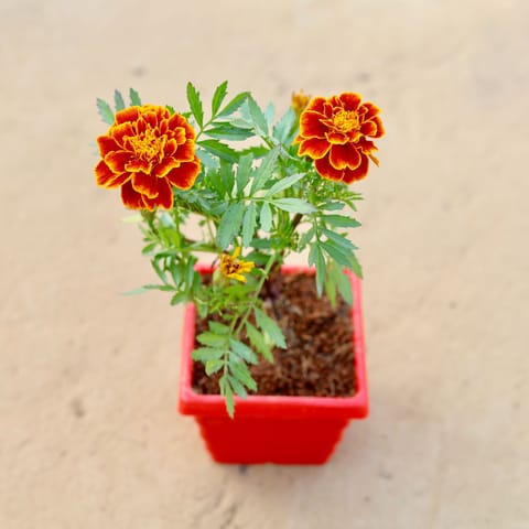 Marigold / Genda French (any colour) in 4 Inch Red Premium Orchid Square Plastic Pot
