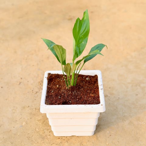 Peace Lily in 6 Inch White Marble Premium Orchid Square Plastic Pot