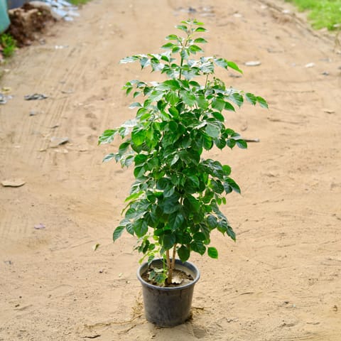 China Doll / Radermachera (~ 3.5 ft) in 10 Inch Nursery Pot - Air Purifying