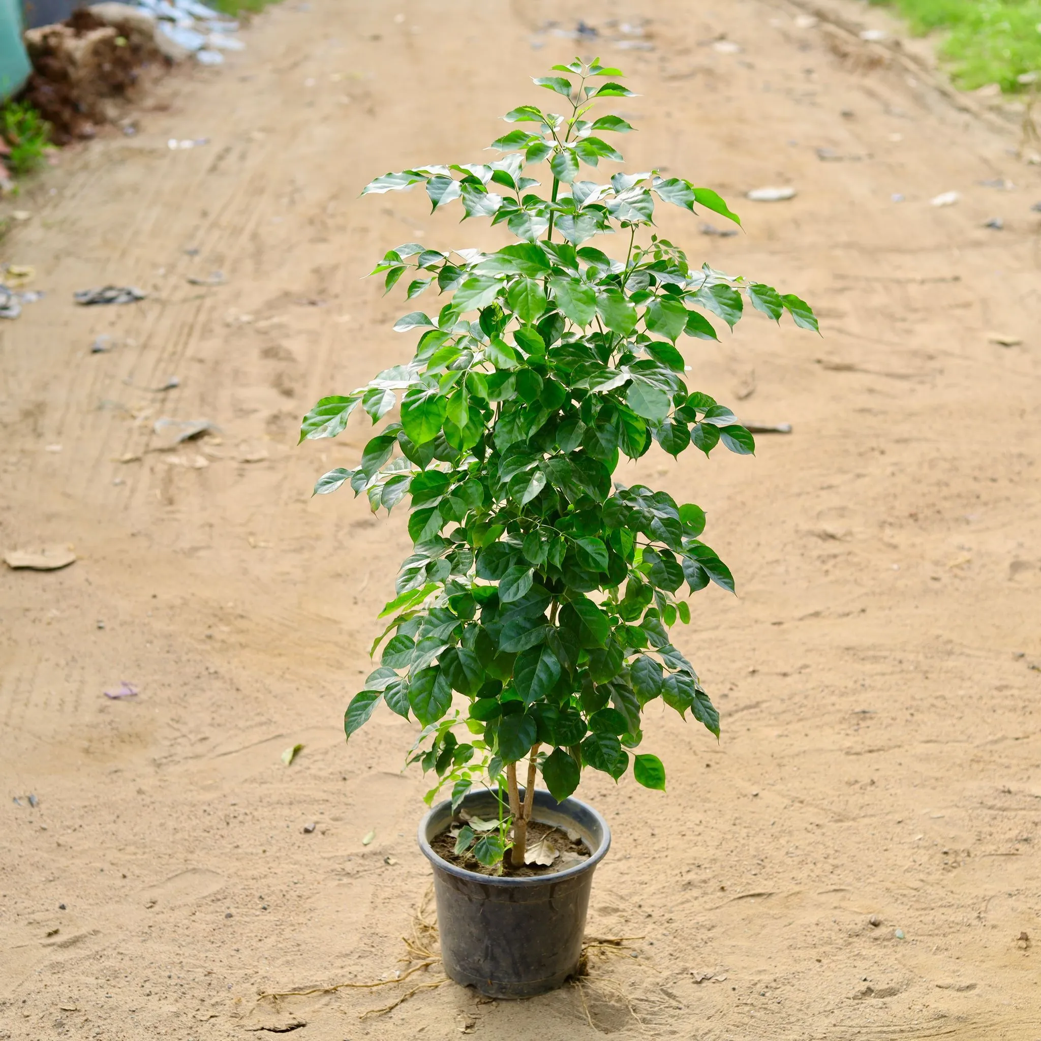 China Doll / Radermachera (~ 3.5 ft) in 10 Inch Nursery Pot - Air Purifying