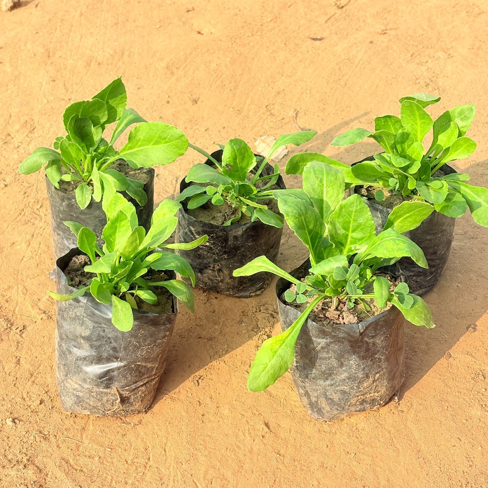 Set of 5 - Palak Spinach Plant in 4 Inch Nursery Bag
