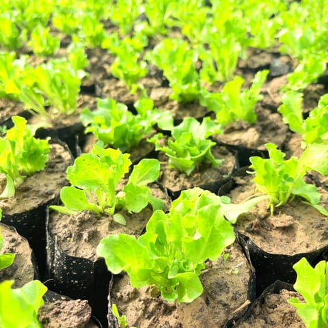Set of 5 - Lettuce Green in 4 Inch Nursery Bag