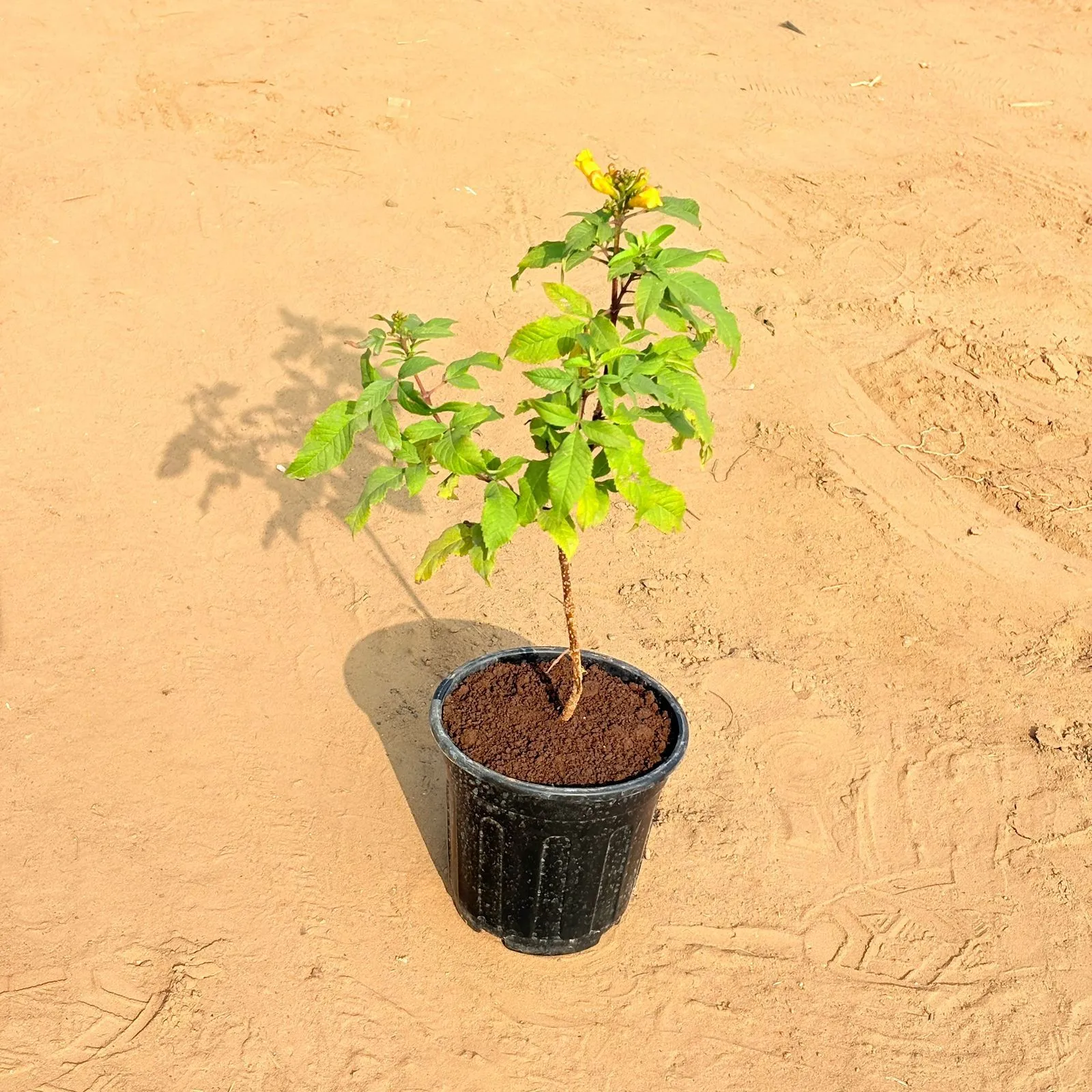 Tecoma (any colour) Pune in 6 Inch Nursery Pot