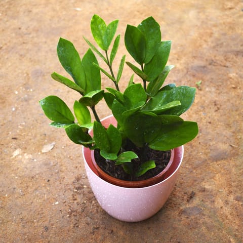 Zz Green in 6 Inch Live Fresh Plant Pink Marble Premium Orchid Round Plastic Pot in Sector 86
