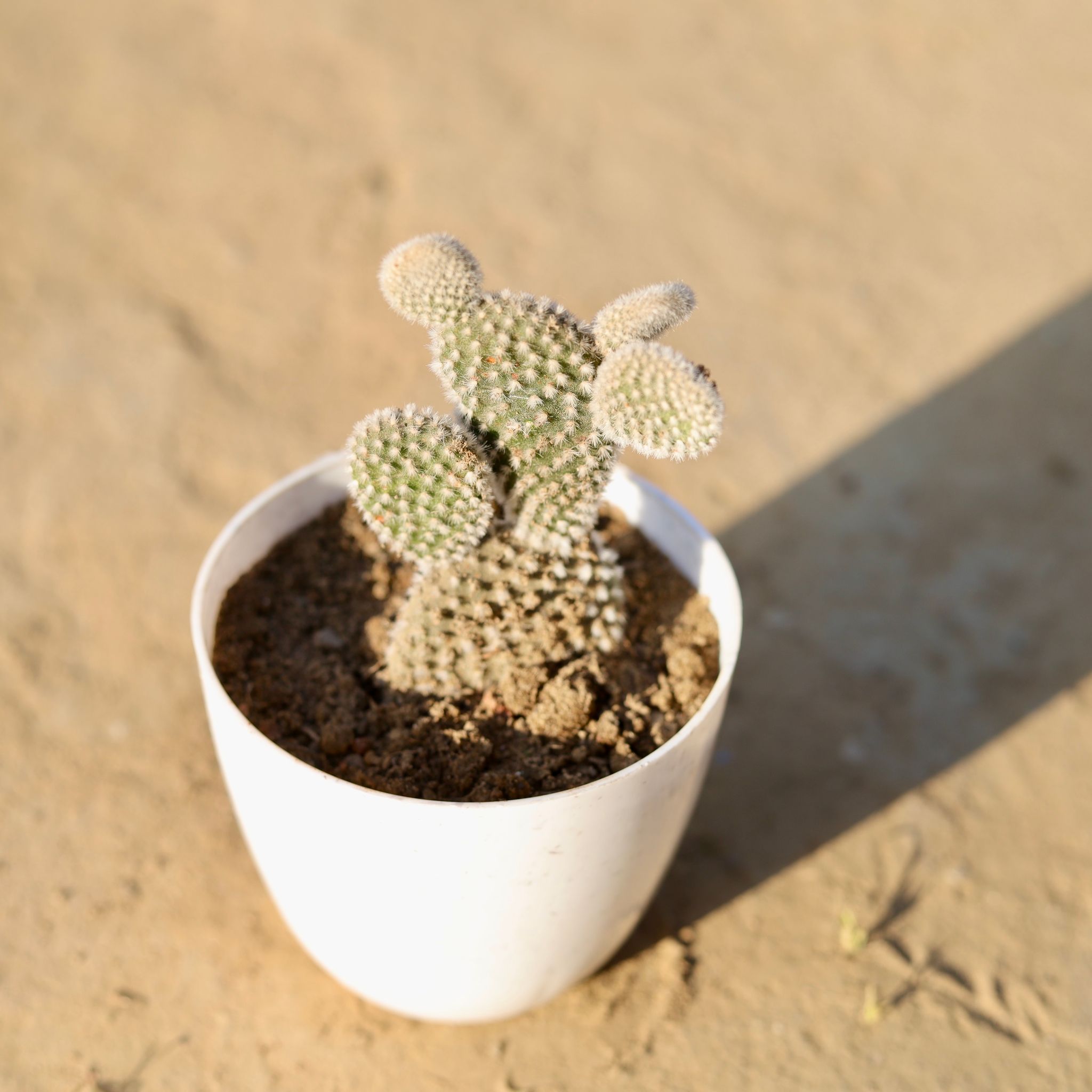 Bunny Ear Cactus in 4 Inch White Premium Orchid Round Plastic Pot