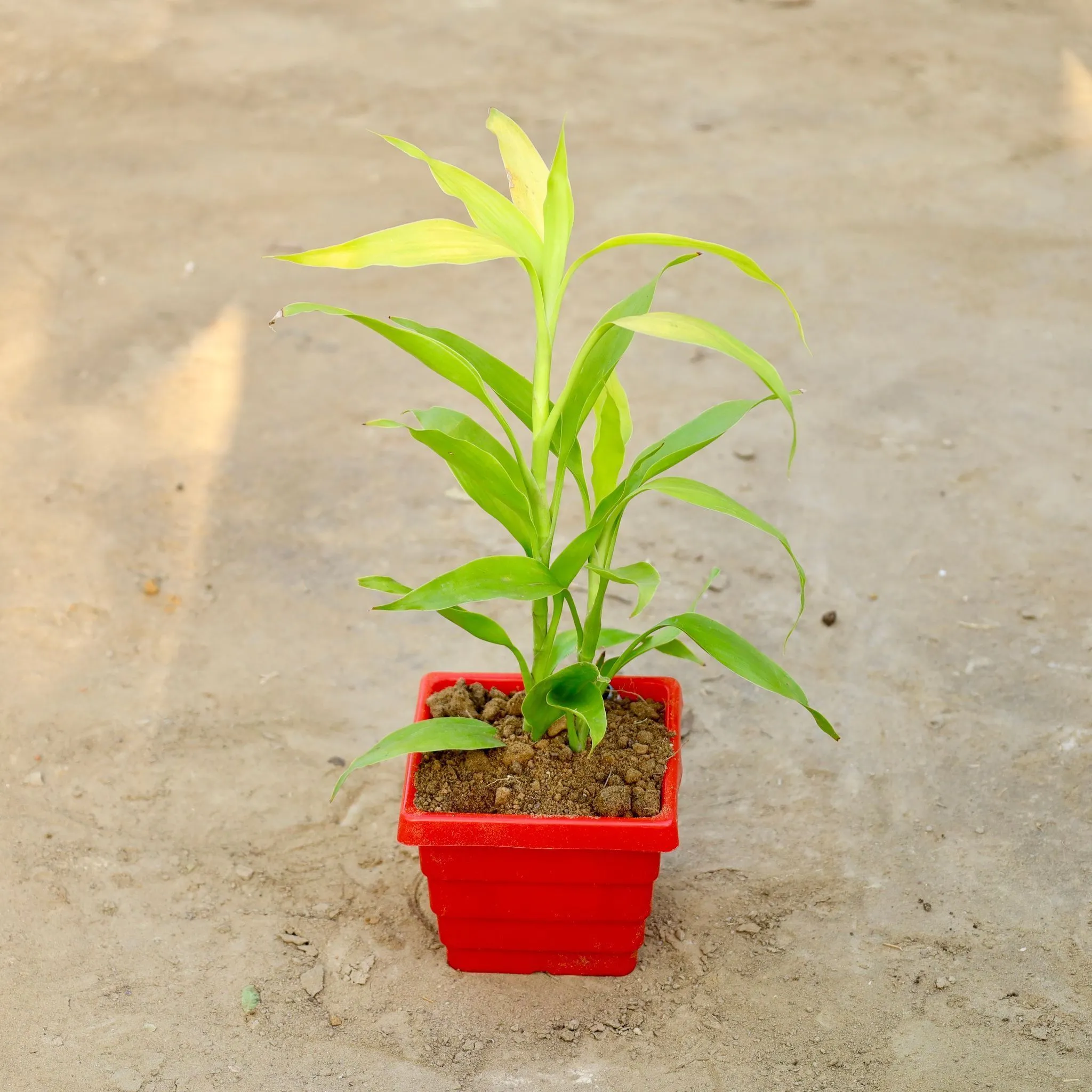 Golden Lucky Bamboo in 4 Inch Red Premium Orchid Square Plastic Pot
