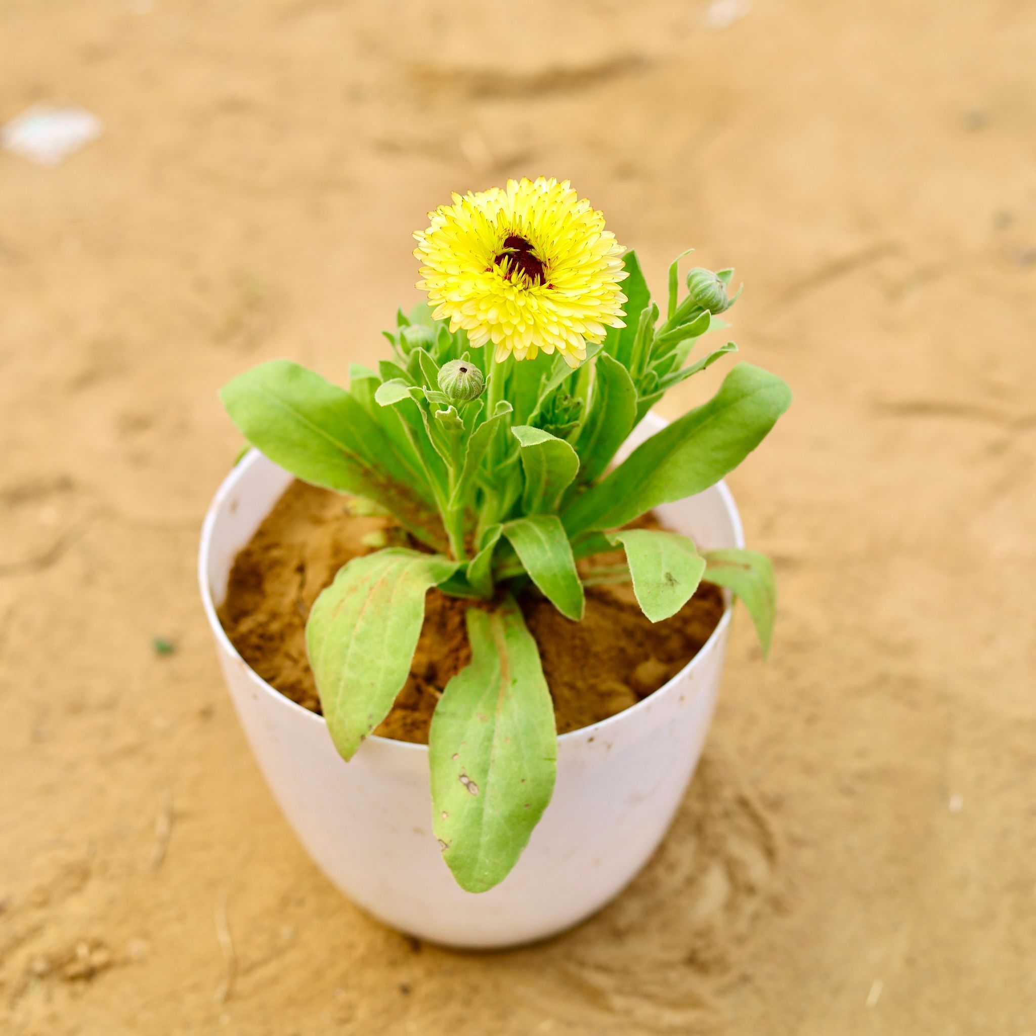 Calendula (Any Colour) in 6 Inch White Premium Orchid Round Plastic Pot