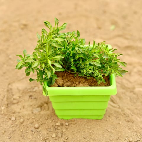 Alternanthera Green in 4 Inch Live Fresh Plant Green Premium Orchid Square Plastic Pot in Mohan Nagar