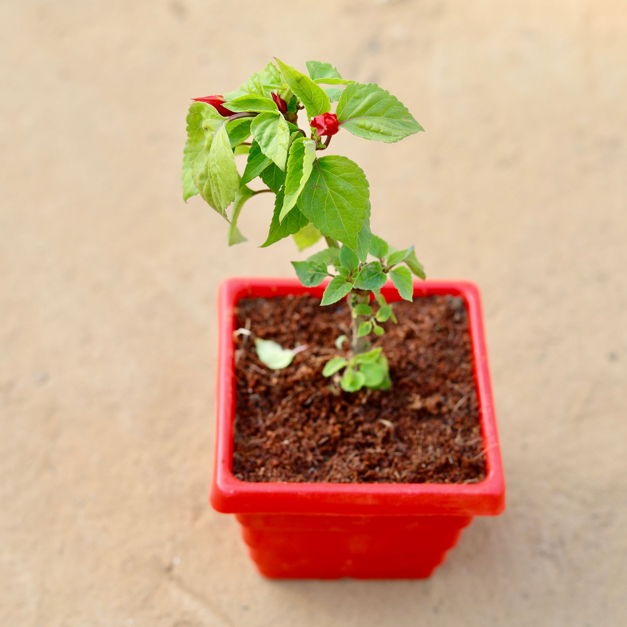 Salvia Red in 4 Inch Red Premium Orchid Square Plastic Pot