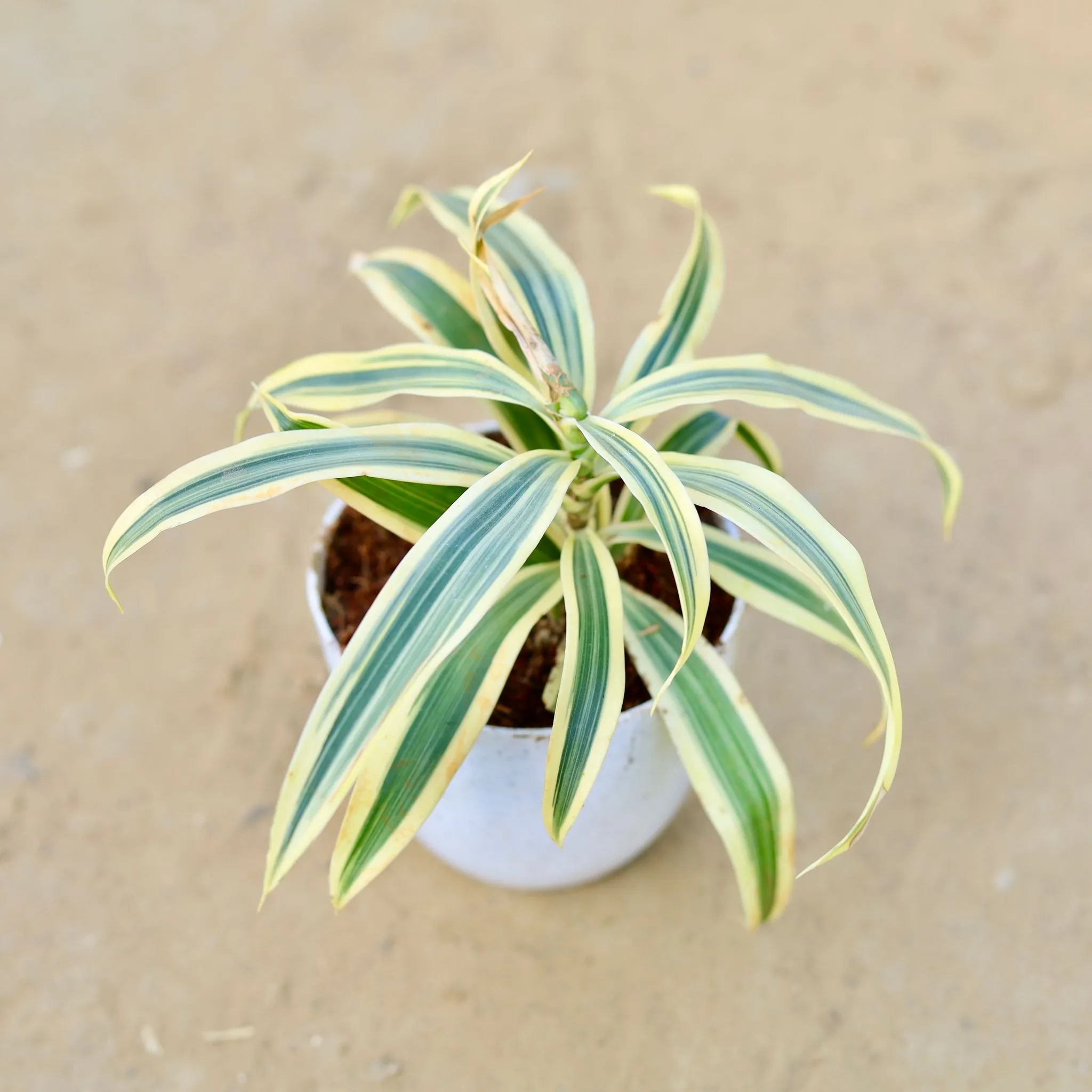 Song of India in 4 Inch White Premium Orchid Round Plastic Pot