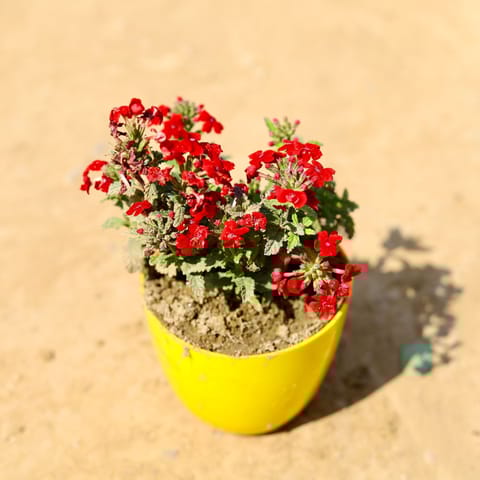 Verbena (any colour) in 4 Inch Yellow Premium Orchid Round Plastic Pot
