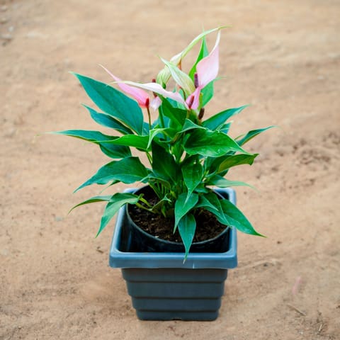 Anthurium (Any Colour) in 6 Inch Live Fresh Plant Grey Premium Orchid Square Plastic Pot in Madh