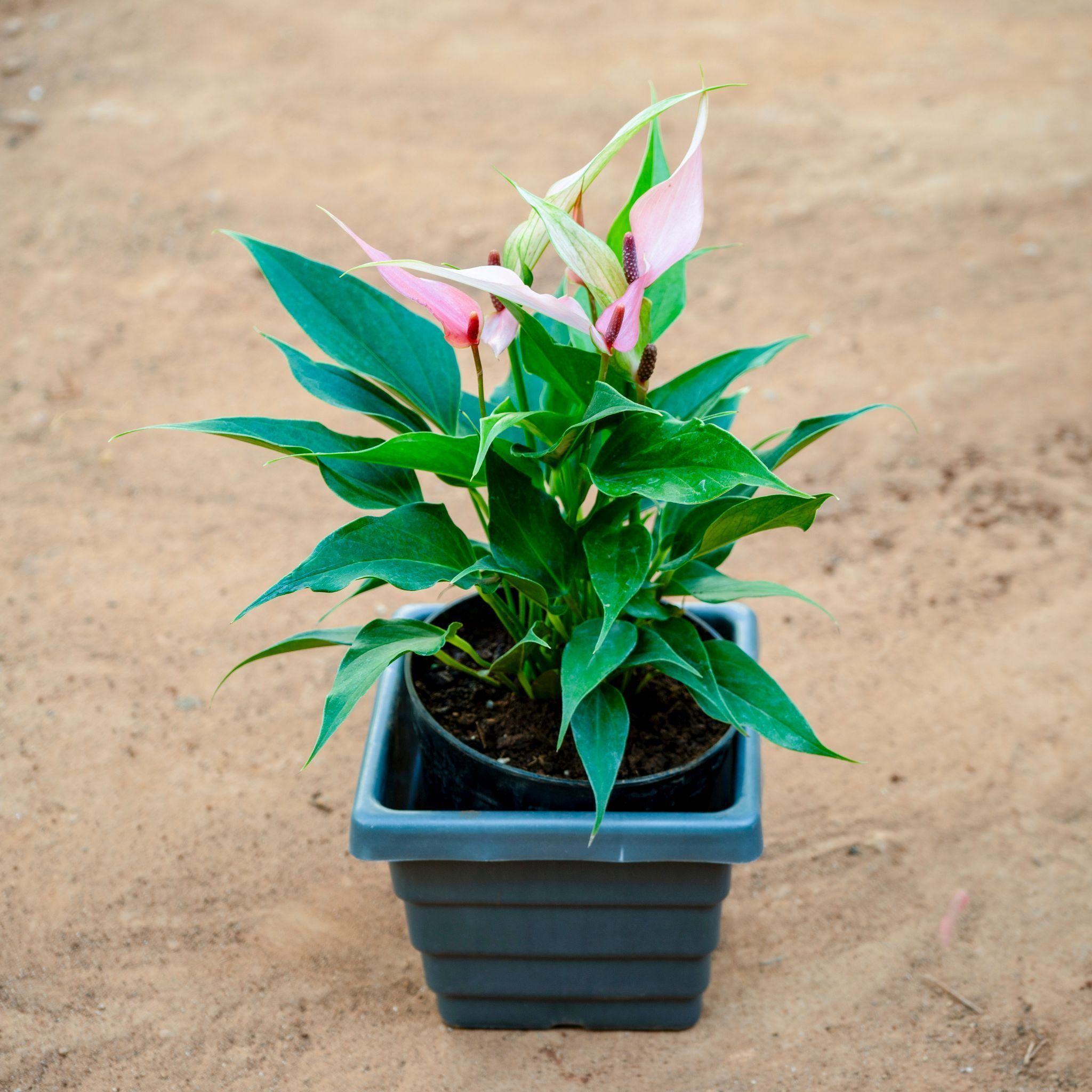 Anthurium (Any Colour) in 6 Inch Grey Premium Orchid Square Plastic Pot