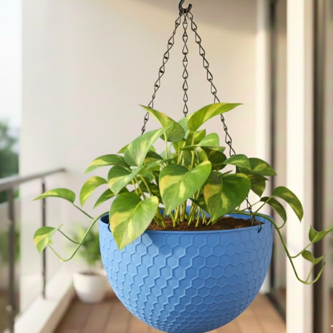 Money Plant in 6 Inch Blue Premium Cerana Plastic Hanging Basket