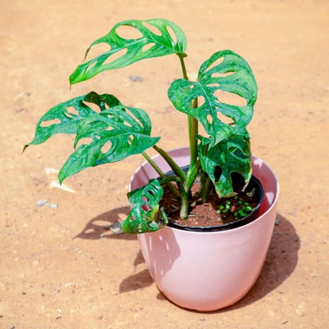 Monstera Broken Heart in 6 Inch Pink Marble Premium Orchid Round Plastic Pot
