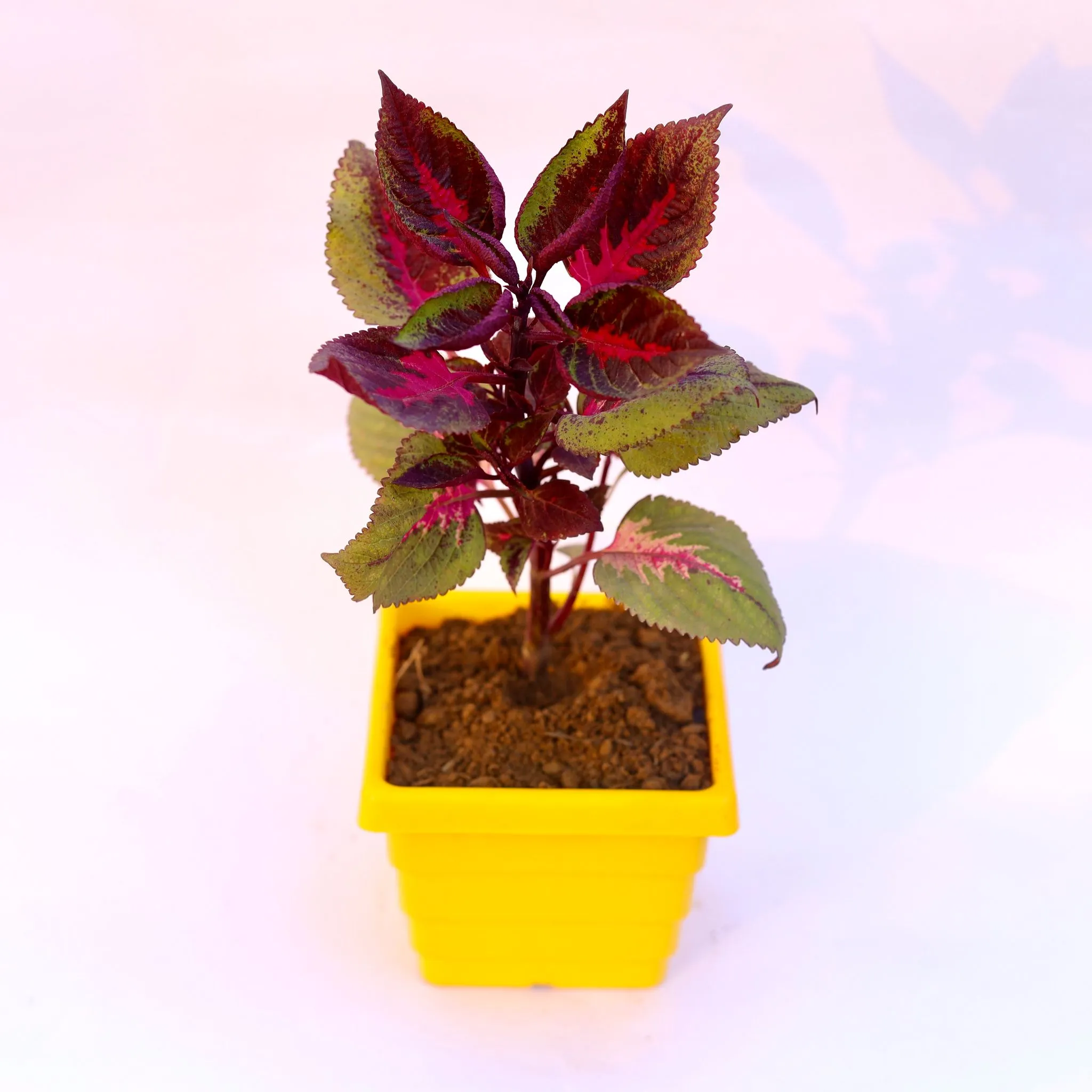Coleus Red (any design) in 4 Inch Yellow Premium Orchid Square Plastic Pot