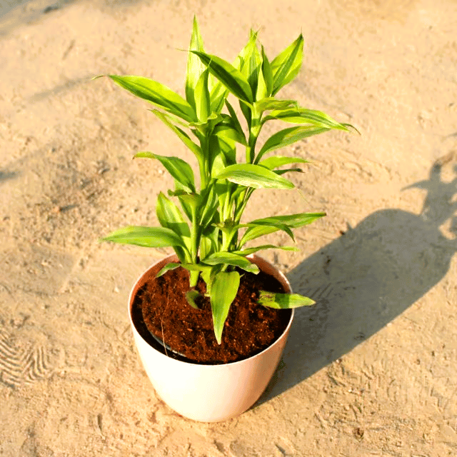 Golden Lucky Bamboo in 6 Inch Beige Marble Premium Orchid Round Plastic Pot