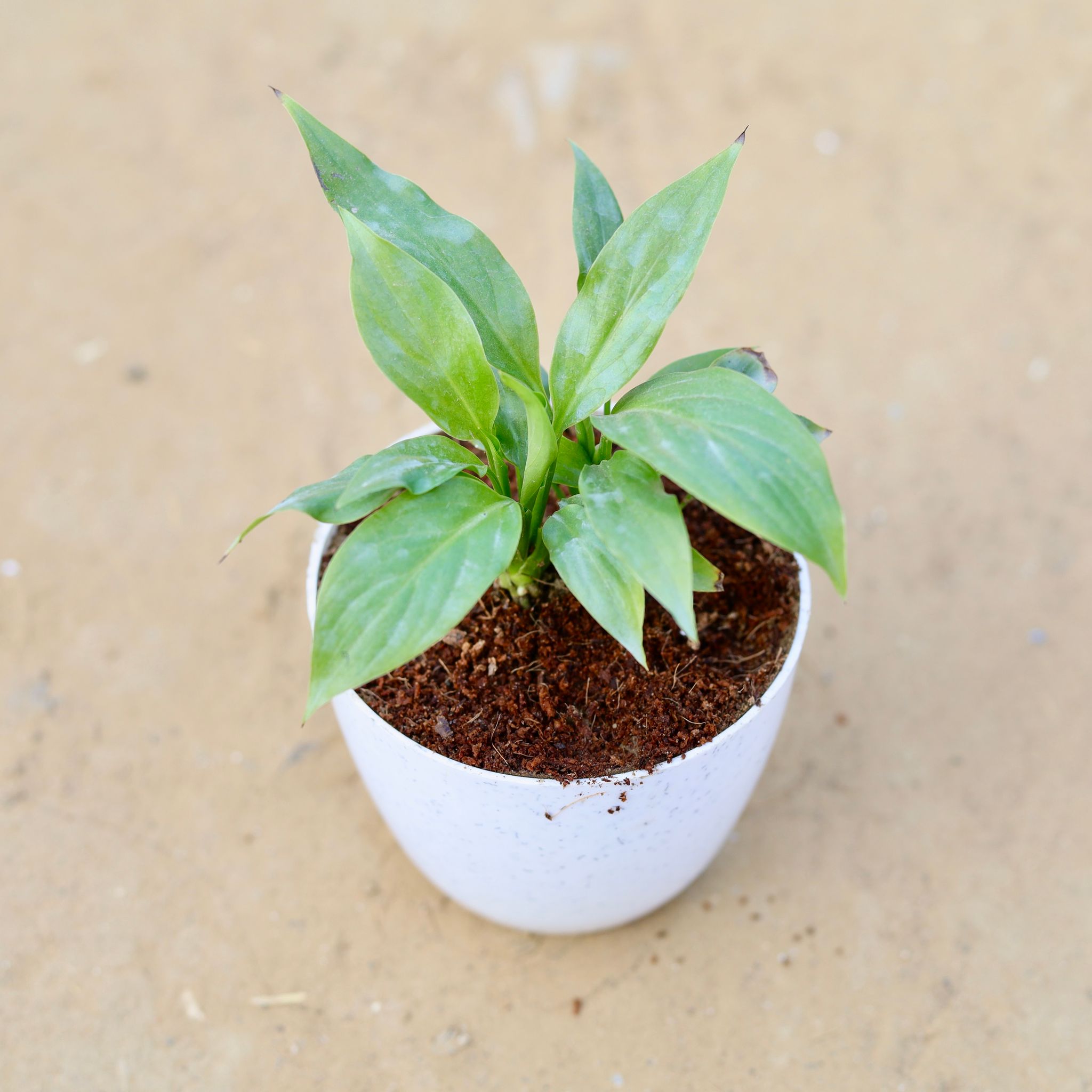 Peace Lily in 4 Inch White Premium Orchid Round Plastic Pot