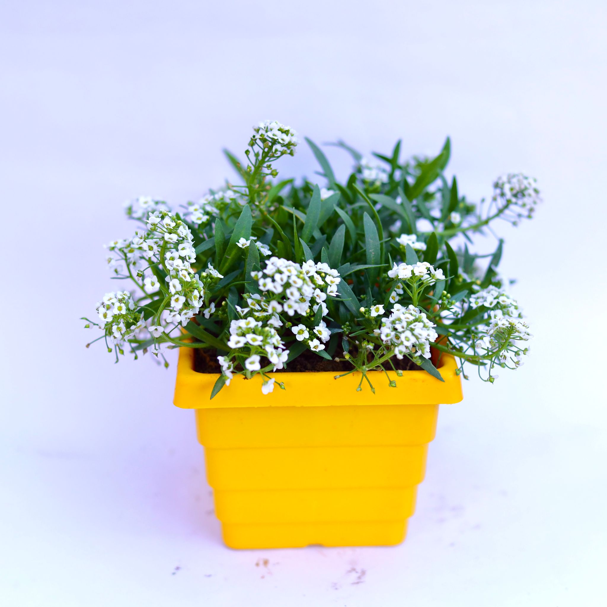 Alyssum White in 4 Inch Yellow Premium Orchid Square Plastic Pot