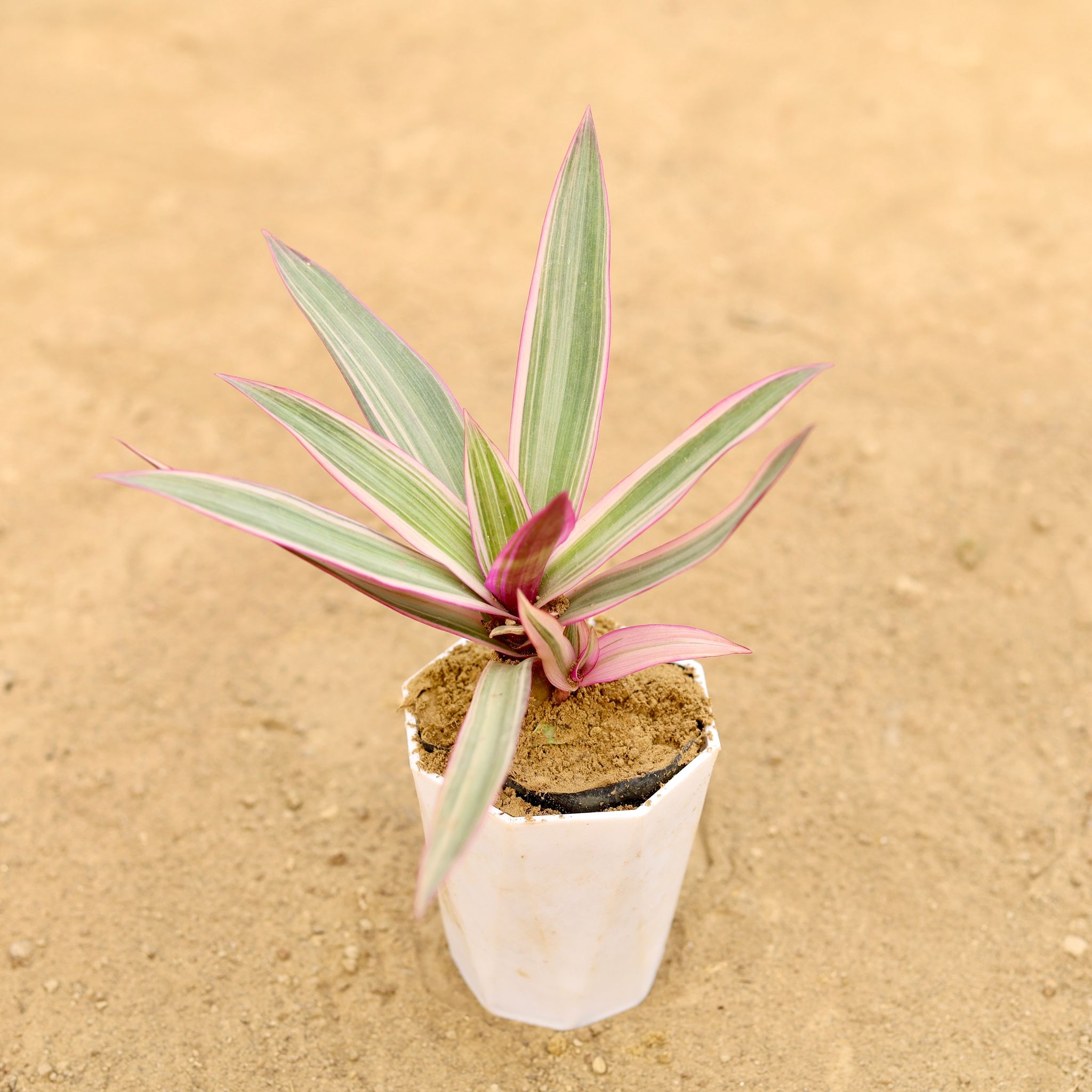 Rhoeo / Durangi Pink in 4 Inch White Premium Diamanti Plastic Pot