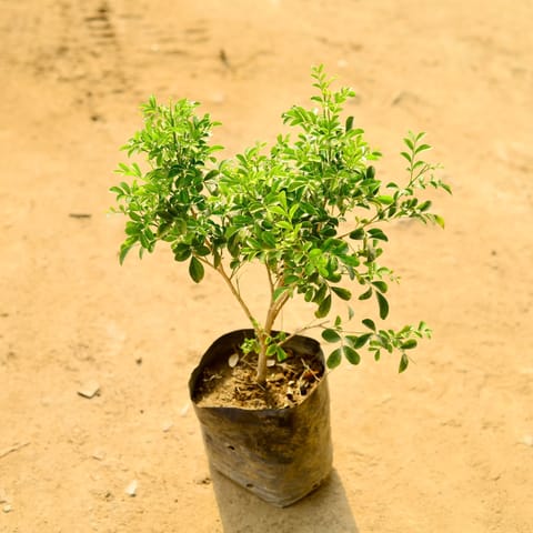 Madhu Kamini / Murraya (any colour) in 6 Inch Nursery Bag