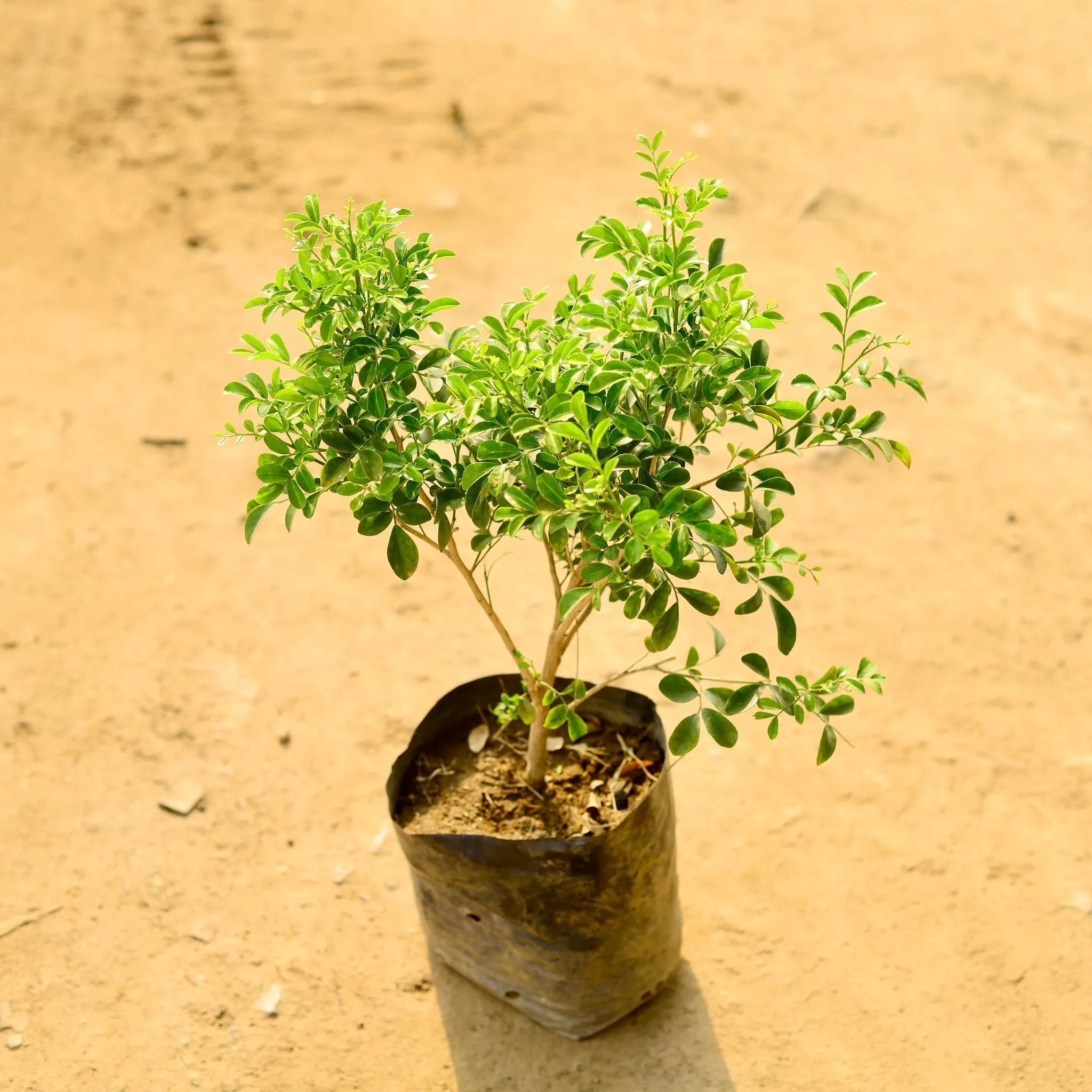 Madhu Kamini / Murraya (any colour) in 6 Inch Nursery Bag