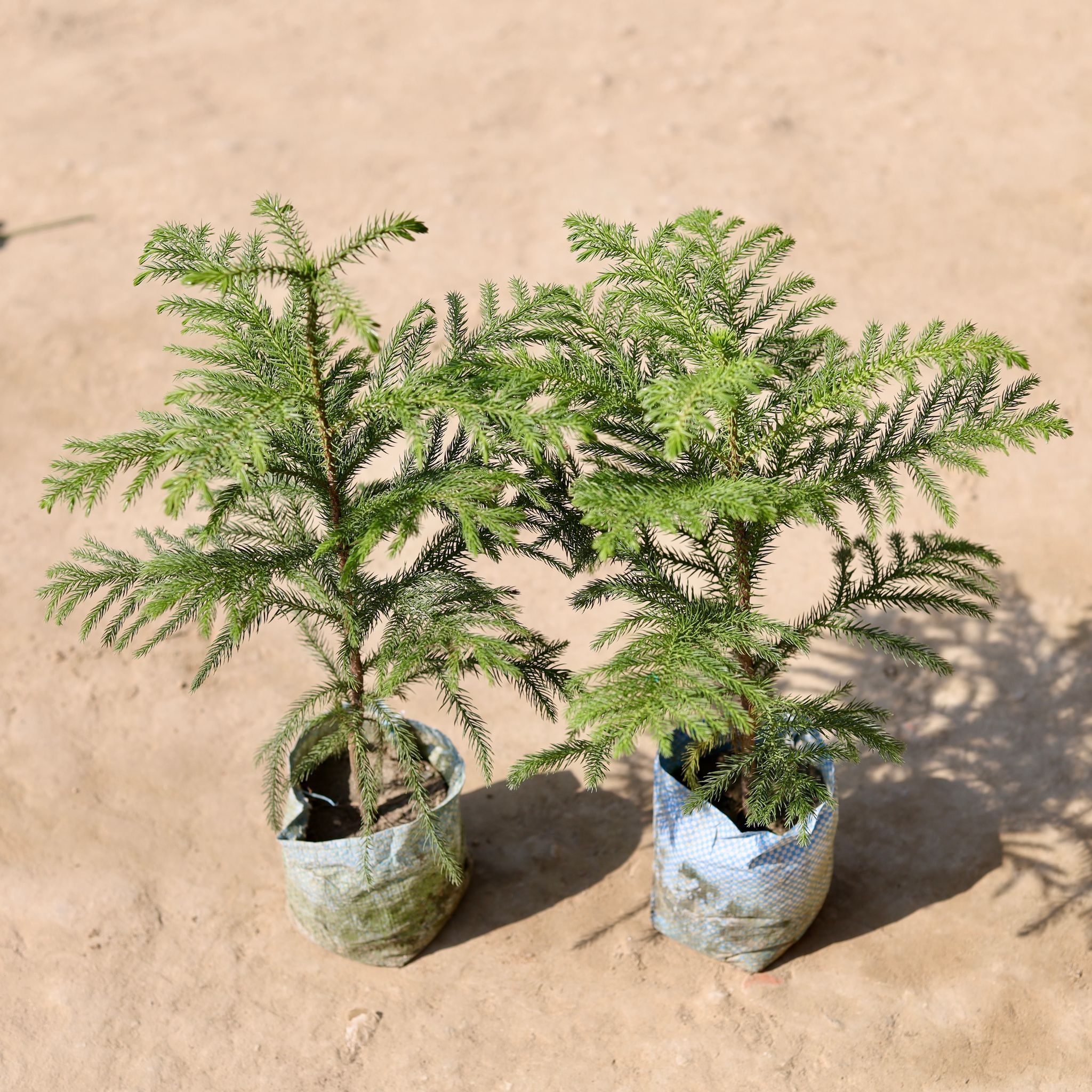 Set Of 2 - Araucaria / Christmas Tree (~ 1.5 Ft) in 4 Inch Nursery Bag