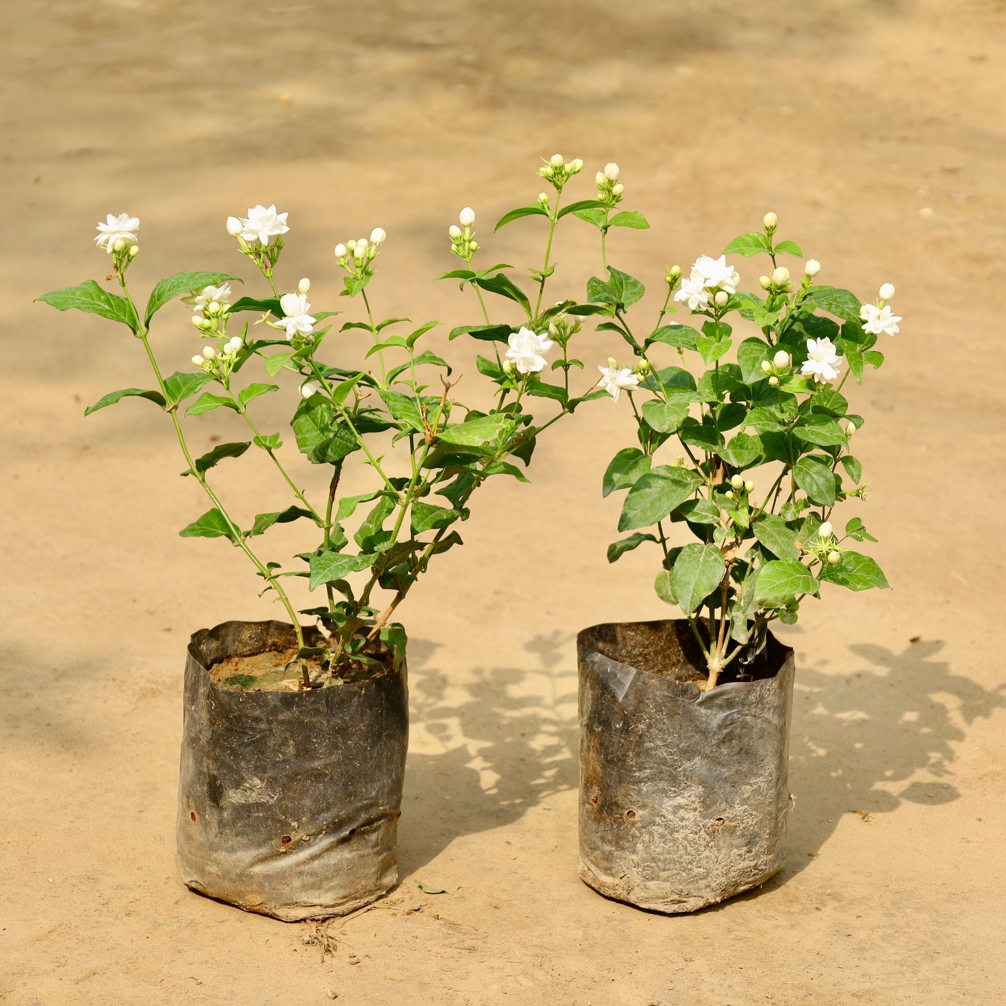 Set of 2 - Mogra / Jasmine (Any Colour) (Pune Variety) in 6 Inch Nursery Bag