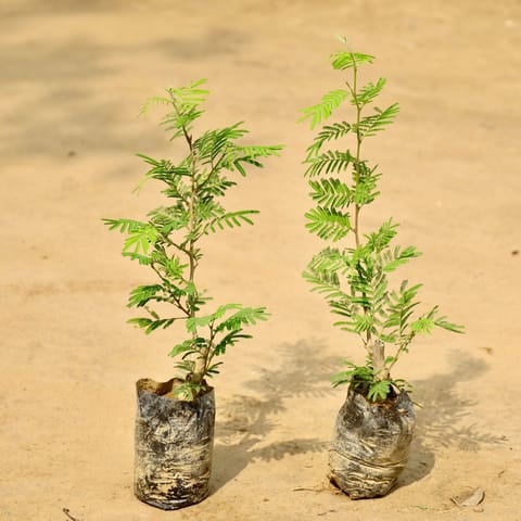 Set of 2 - Shami Plants in 4 Inch Nursery Bag