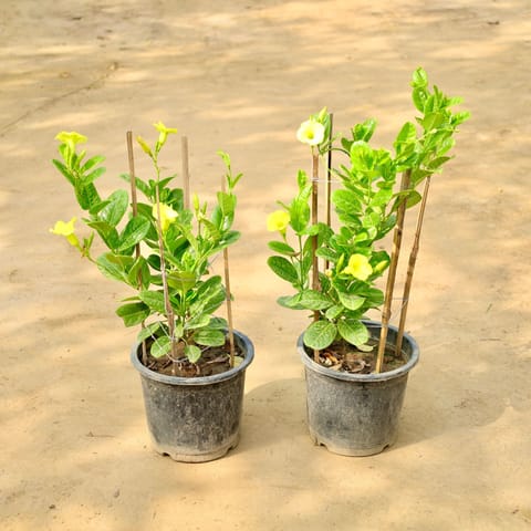 Set of 2 - Allamanda Creeper (Any Colour) in 8 Inch Nursery Pot