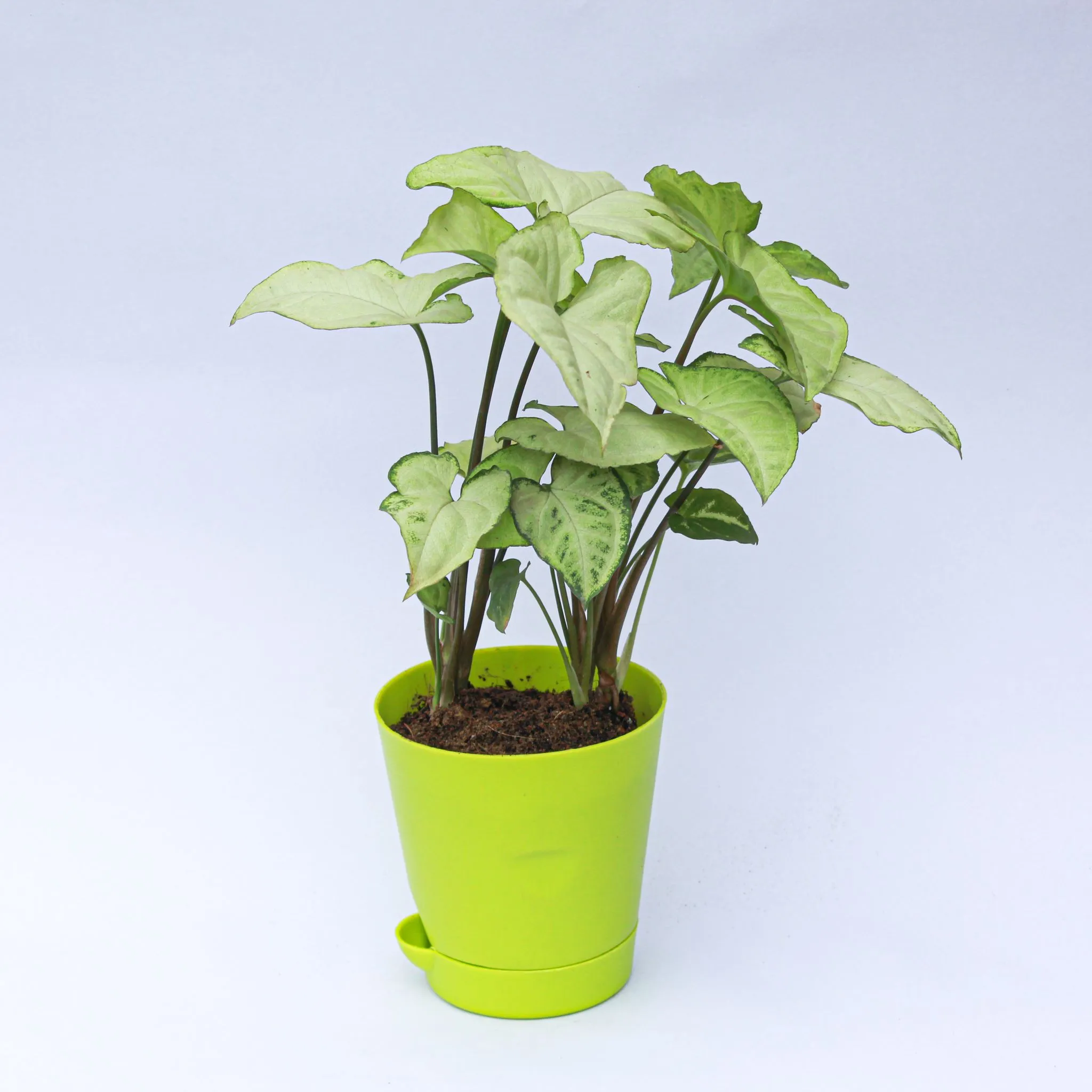 Syngonium White in 4 Inch Green Florence Self Watering Pot