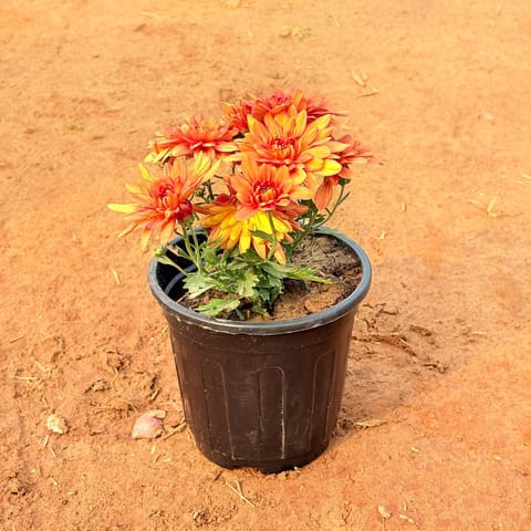 Chrysanthemum / Guldaudi (Any Colour) in 6 Inch Nursery Pot