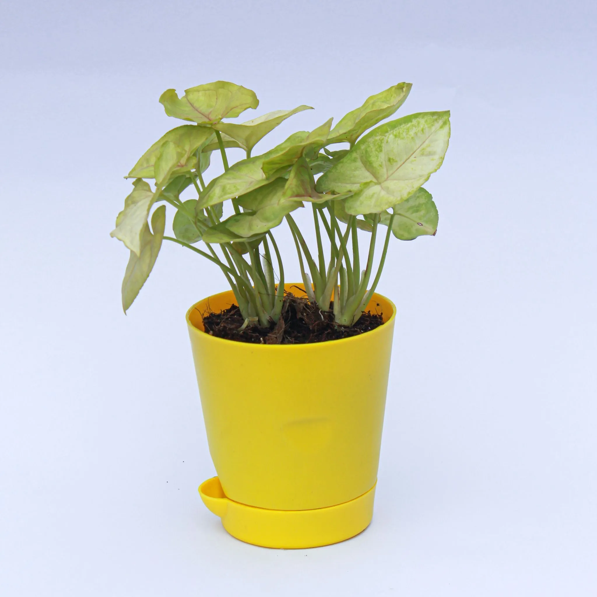 Syngonium Green in 4 Inch Yellow Florence Self Watering Pot