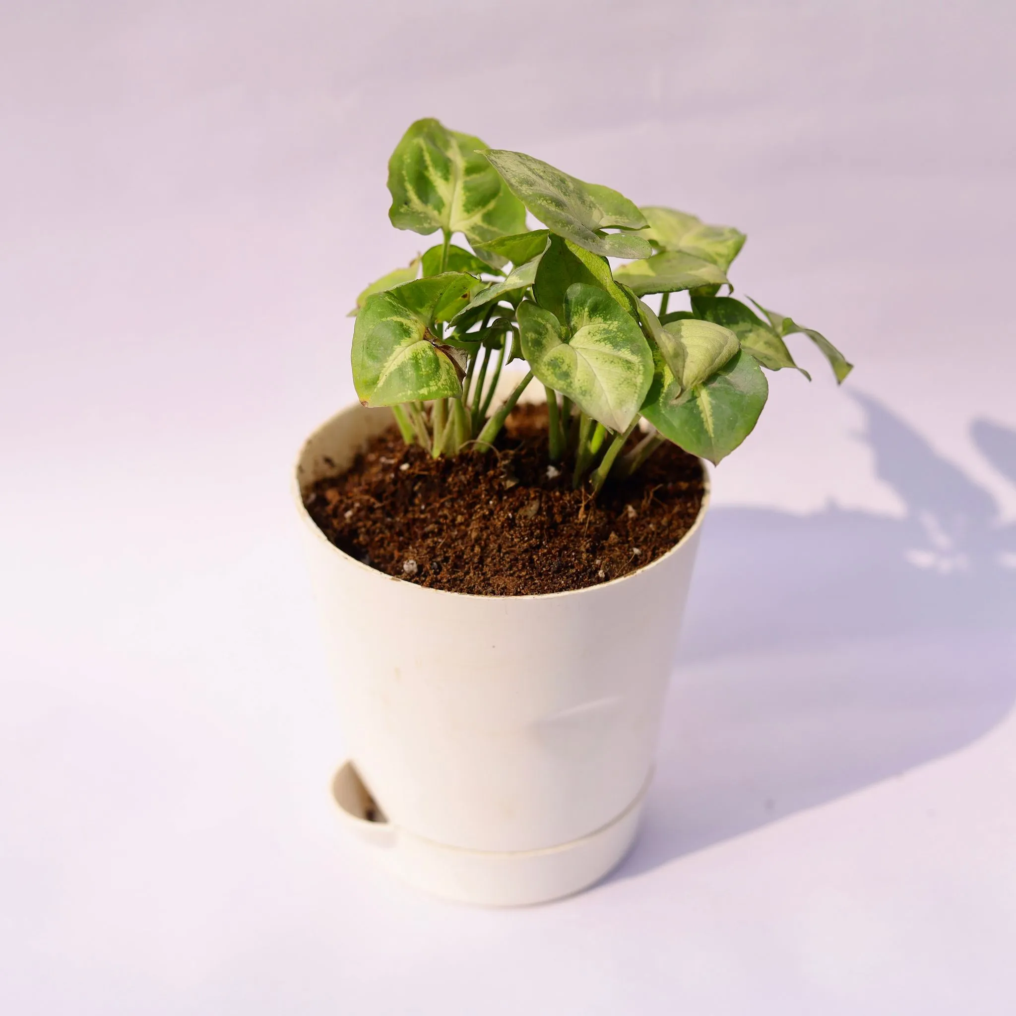 Syngonium Pixie Green in 4 Inch White Florence Self Watering Pot