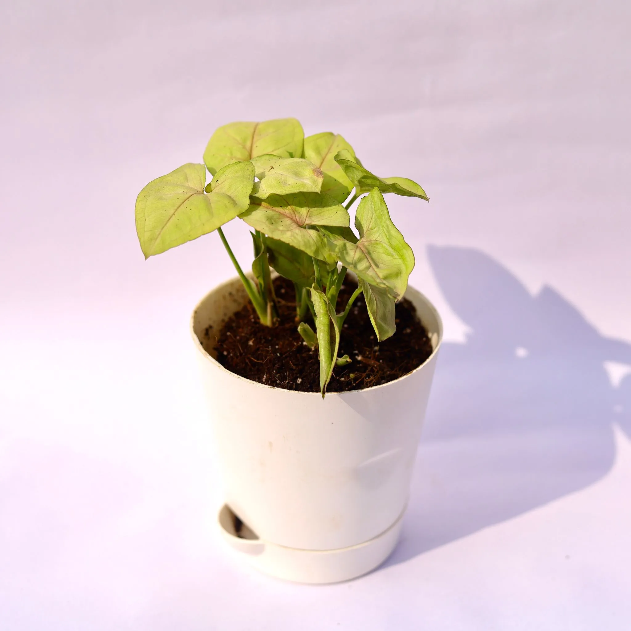 Syngonium Pixie Golden in 4 Inch White Florence Self Watering Pot