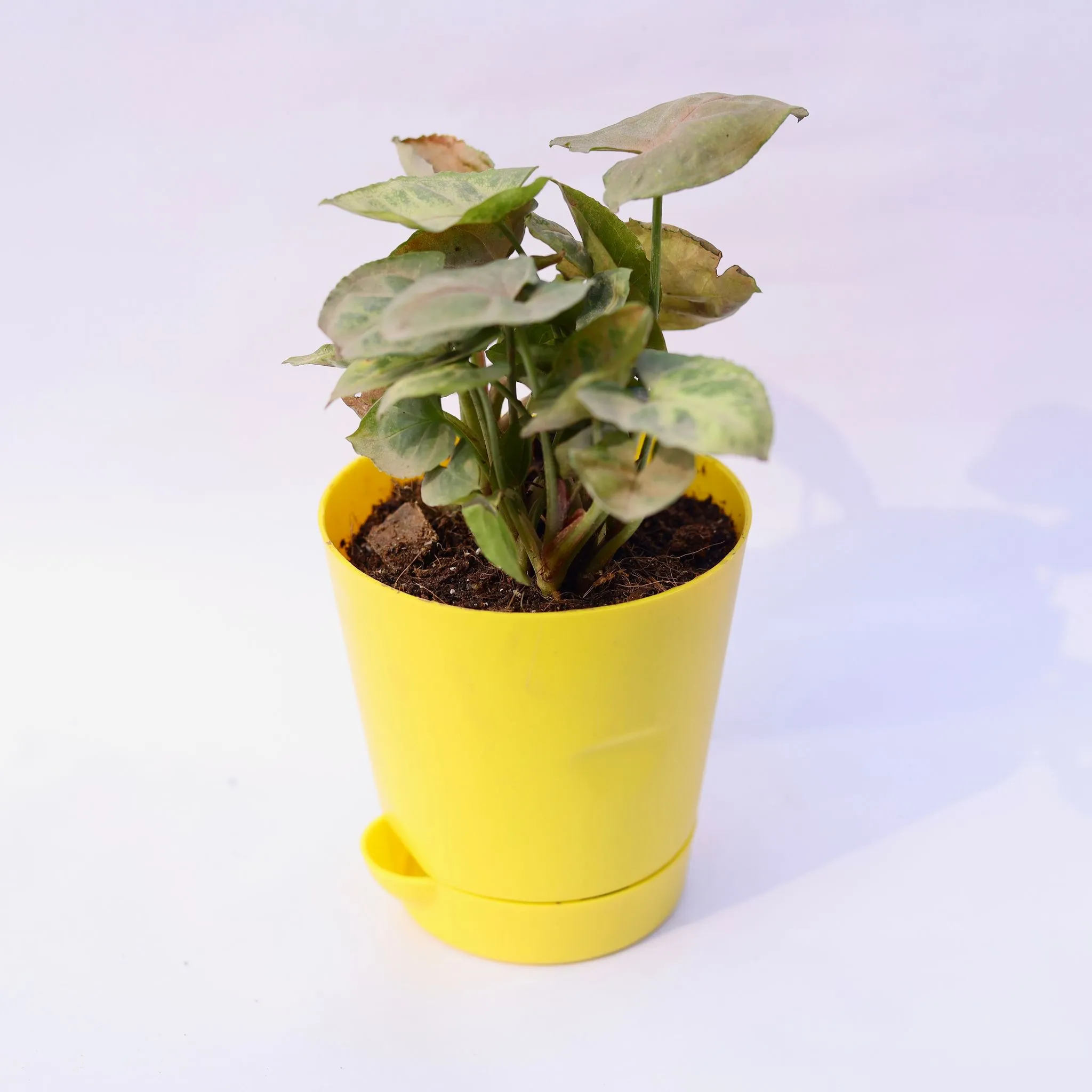 Syngonium Pixie Brown in 4 Inch Yellow Florence Self Watering Pot