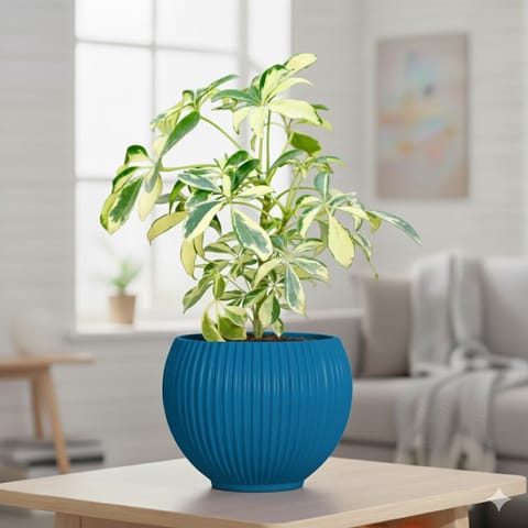 Schefflera Brassia in 5 Inch Azure Blue Matt Sylvan Plastic Pot
