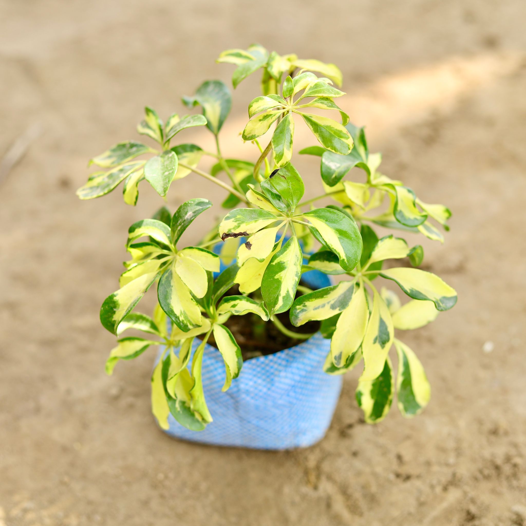 Schefflera Brassia in 4 Inch Nursery bag