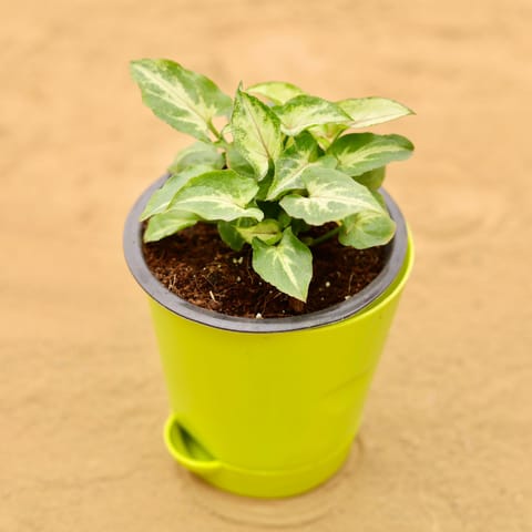 Syngonium Alba in 4 Inch Green Florence Self Watering Pot