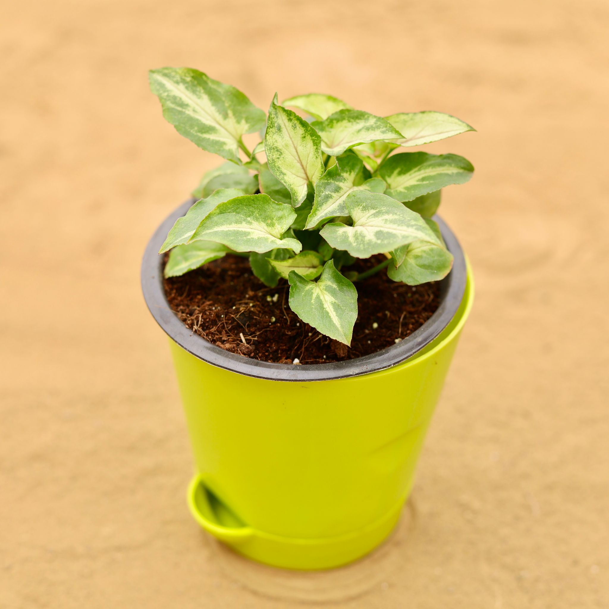 Syngonium Alba in 4 Inch Green Florence Self Watering Pot