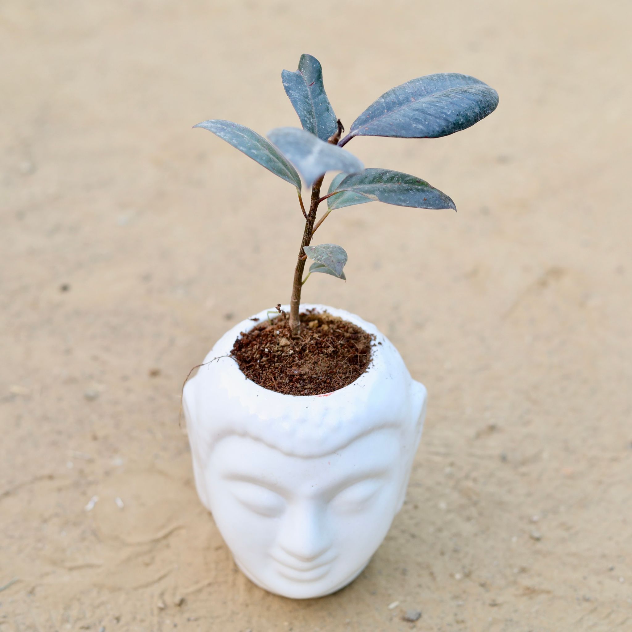 Rubber in 4 Inch Classic White Buddha Designer Ceramic Pot