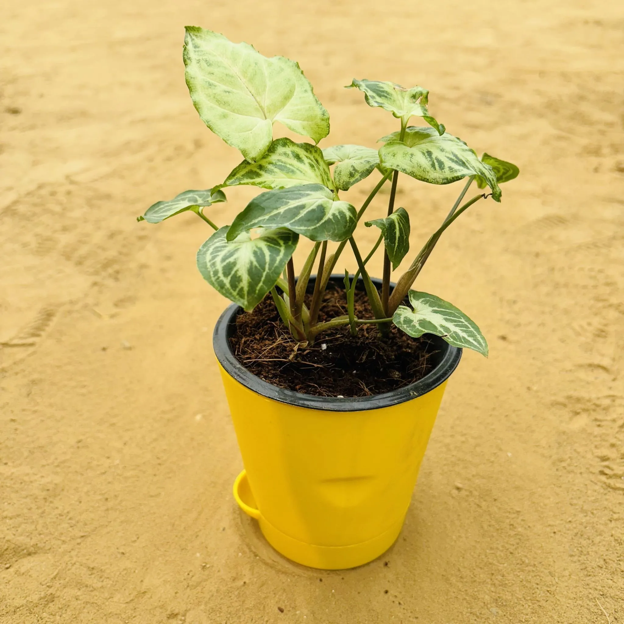Syngonium Alba Dwarf in 4 Inch Yellow Florence Self Watering Pot