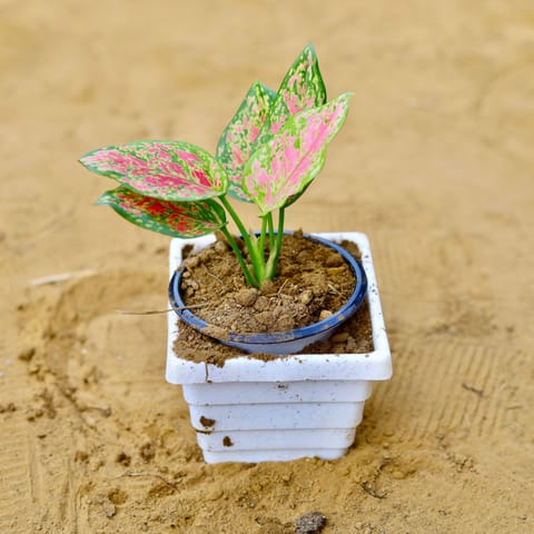 Aglaonema Pink in 4 Inch White Marble Premium Orchid Square Plastic Pot