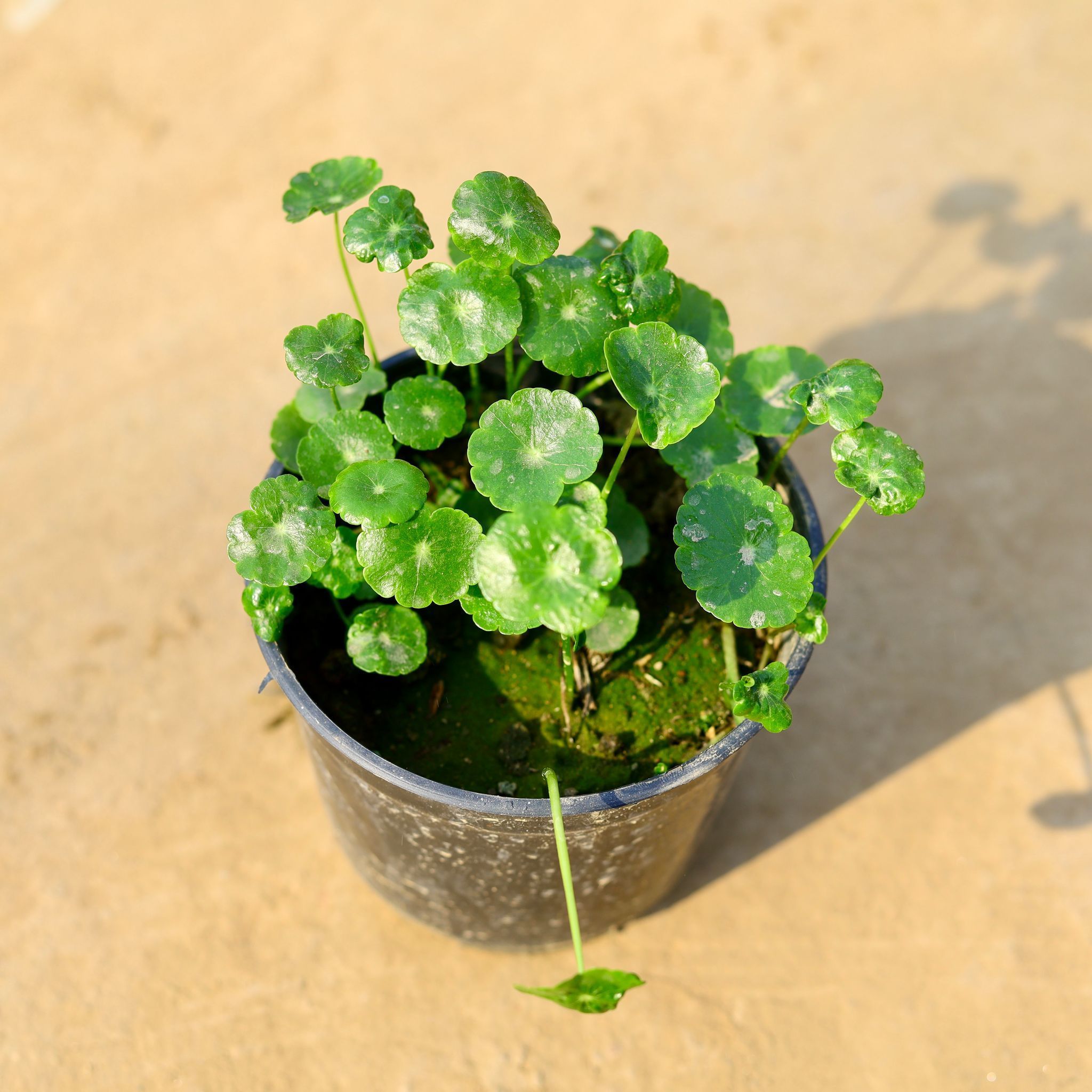 Brahmi Dollar / Pennywort in 5 Inch Nursery Pot