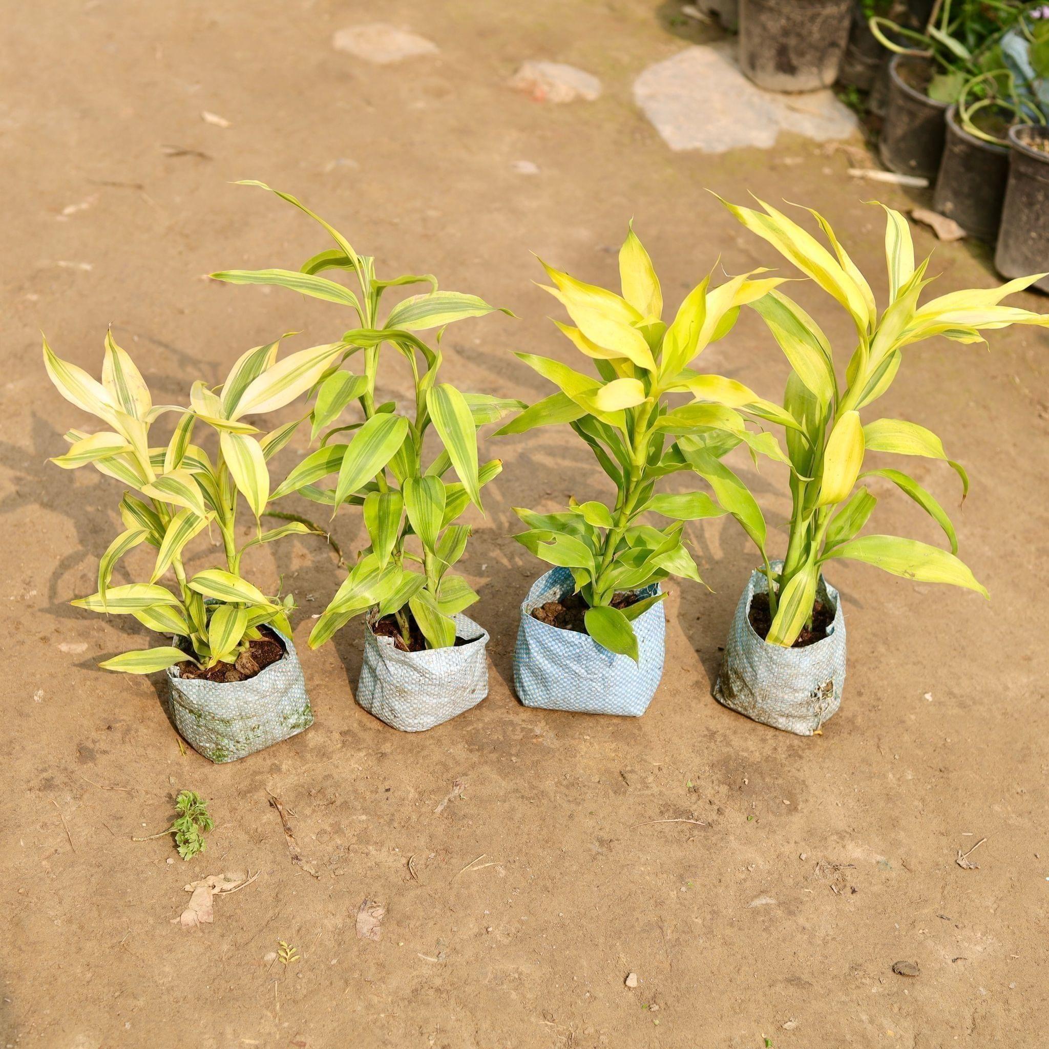 Set of 4 - Lucky Bamboo in 4 Inch Nursery Bag