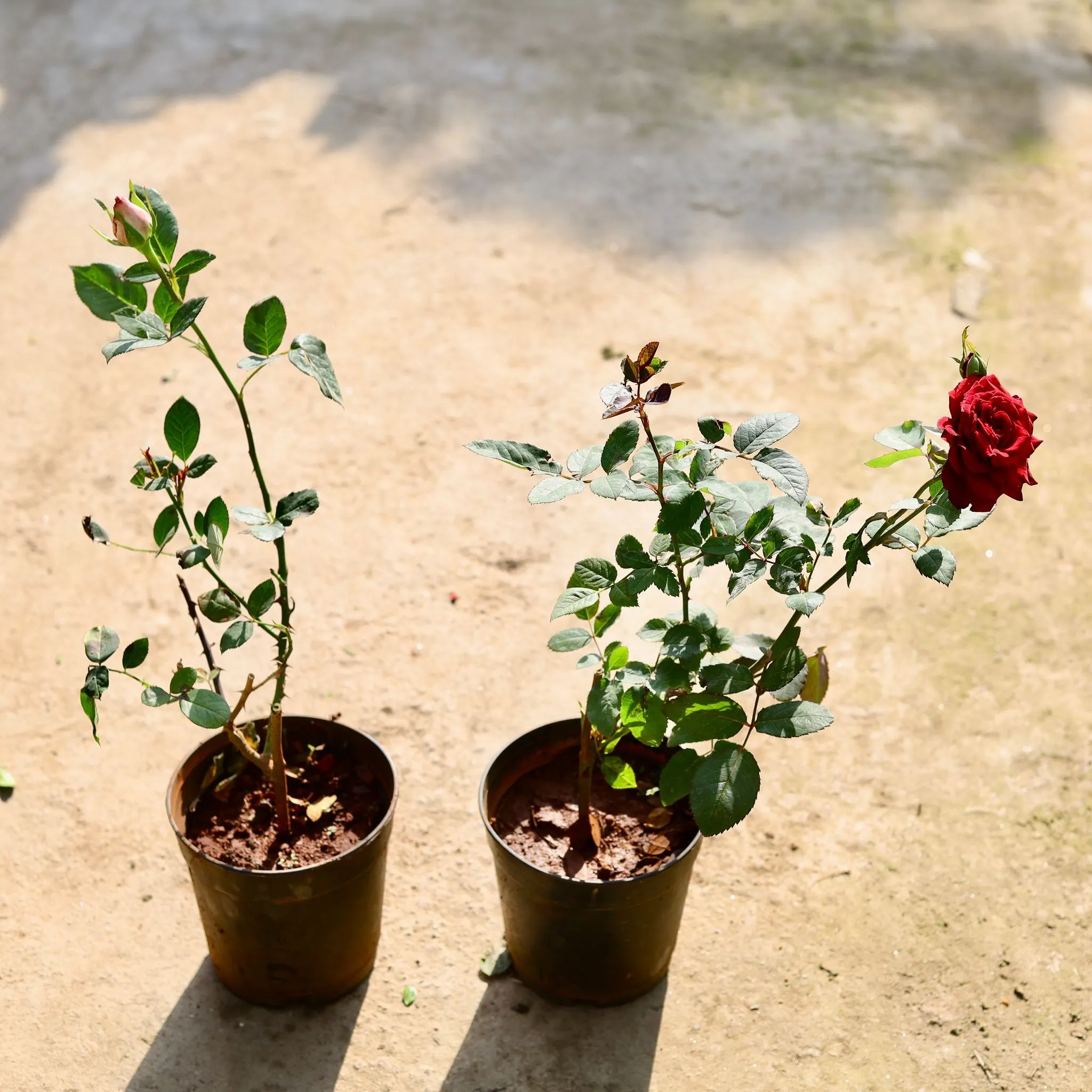 Set of 2 - English Rose (Any Colour) in 6 Inch Nursery Pot
